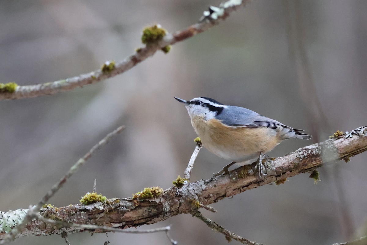 Red-breasted Nuthatch - ML613063673