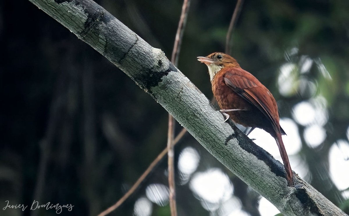 Fulvous-dotted Treerunner - ML613063836