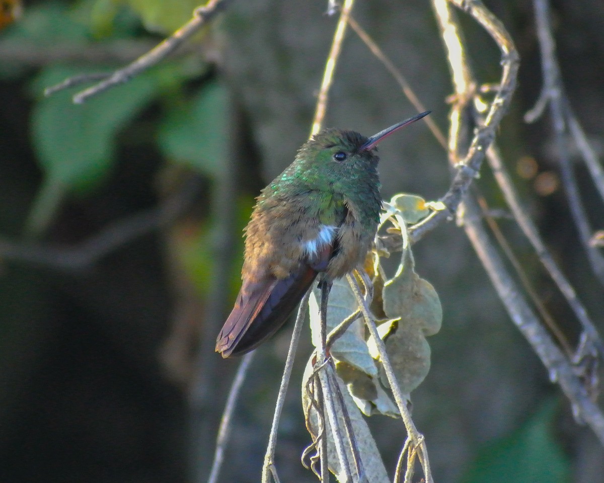Berylline Hummingbird (Northern) - ML613063849