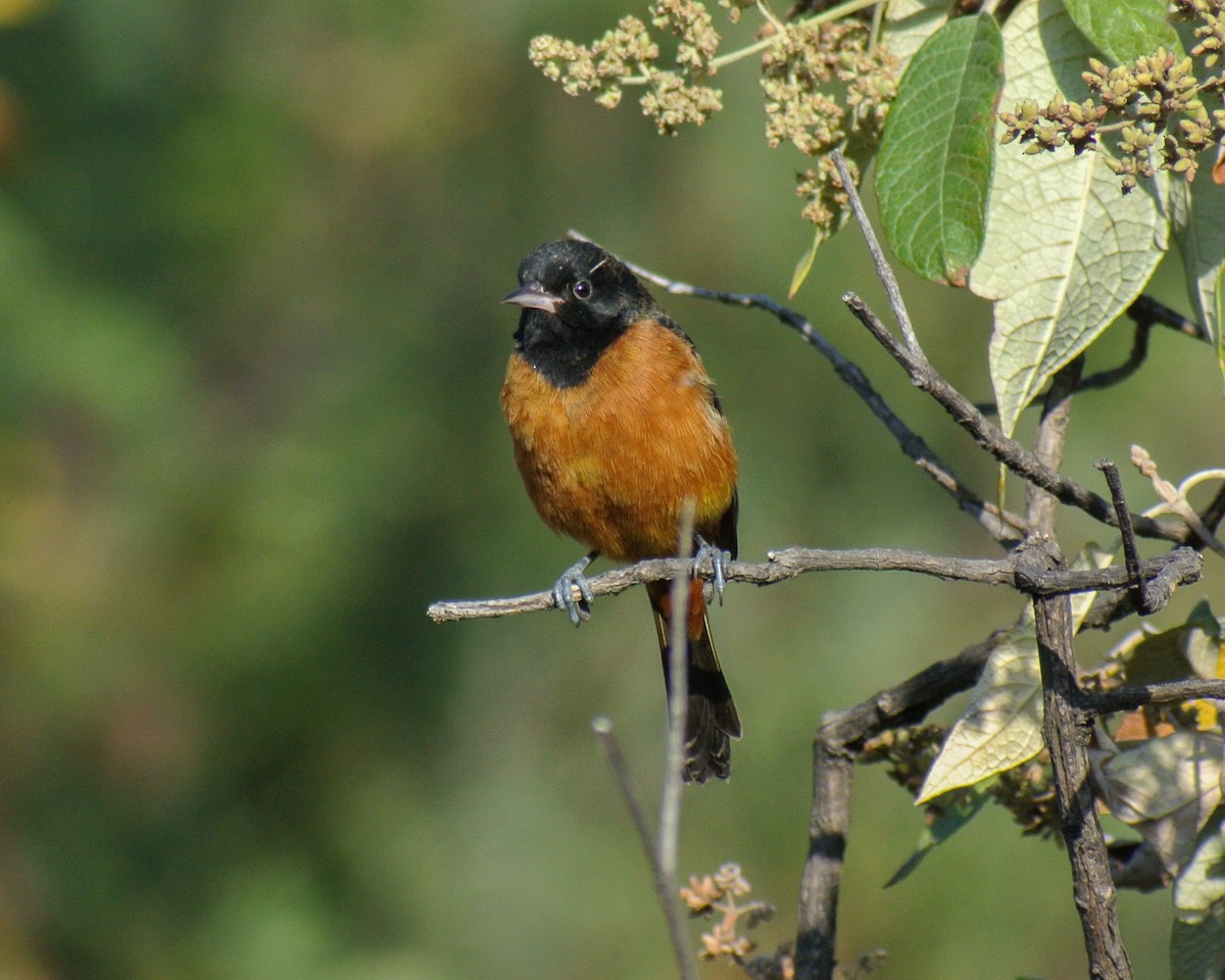 Orchard Oriole (Orchard) - Miguel Mota