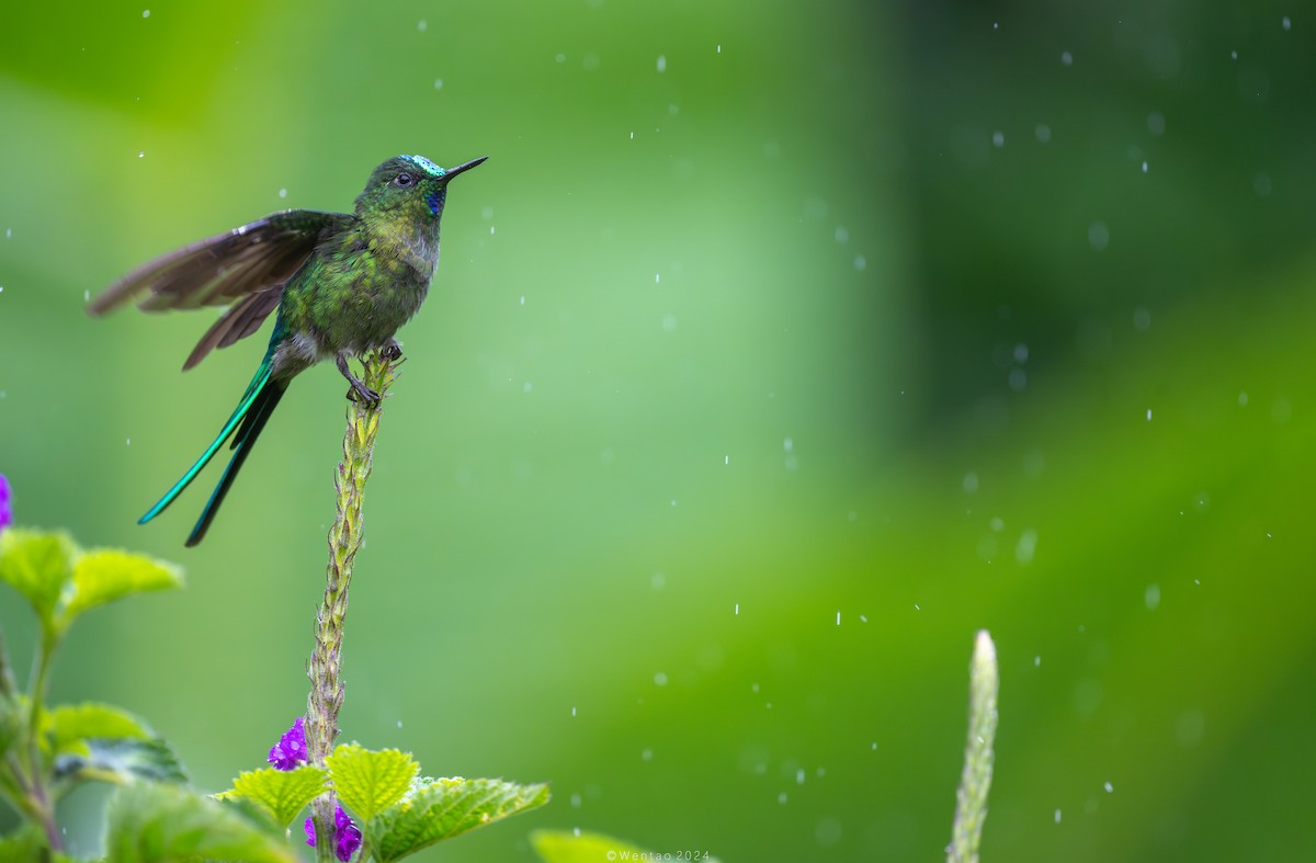 Long-tailed Sylph - ML613063903
