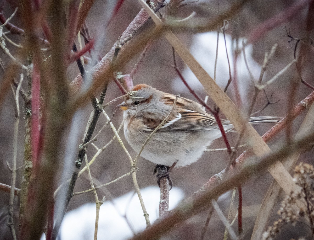 American Tree Sparrow - ML613063978