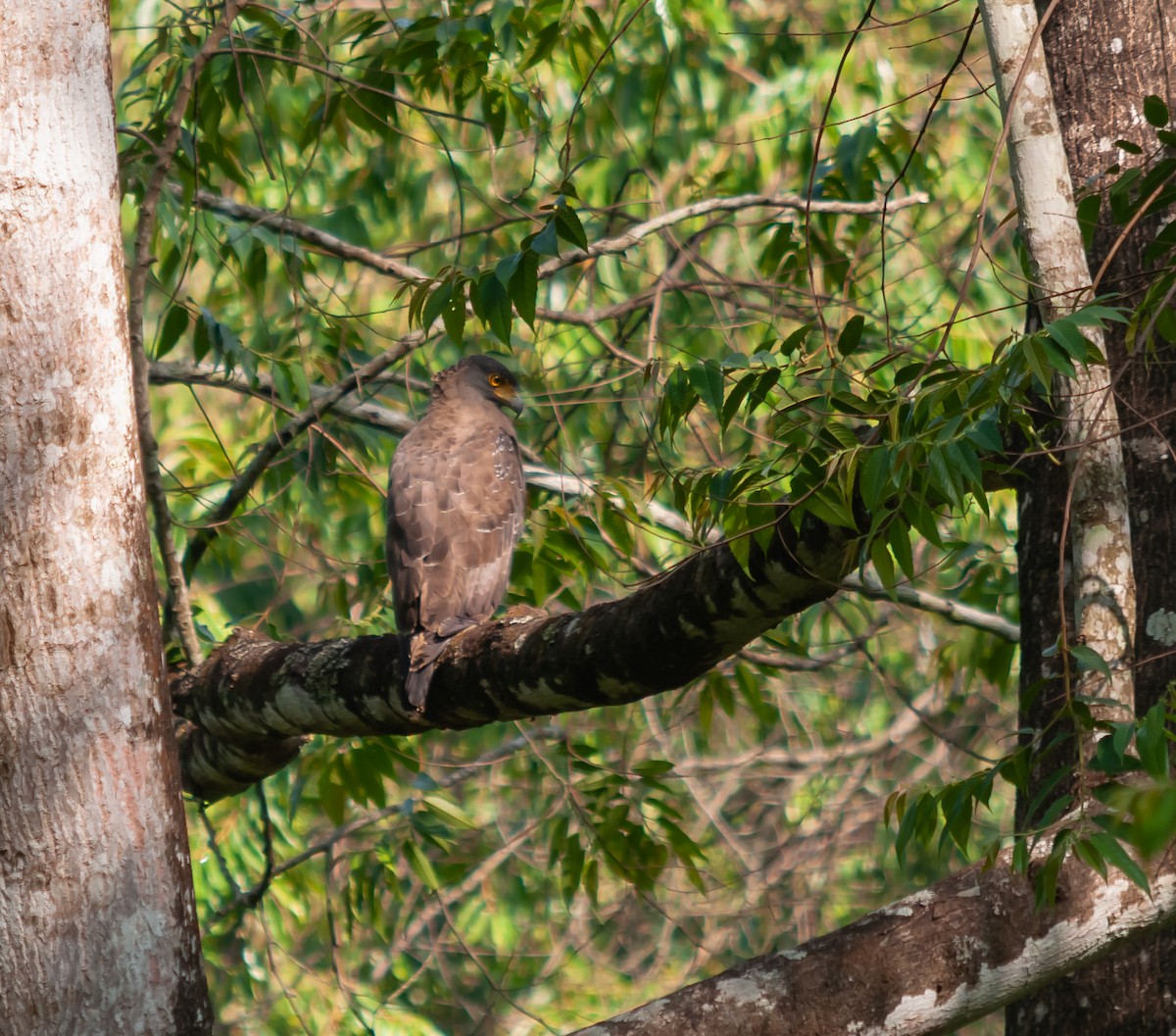 Crested Serpent-Eagle - ML613064092