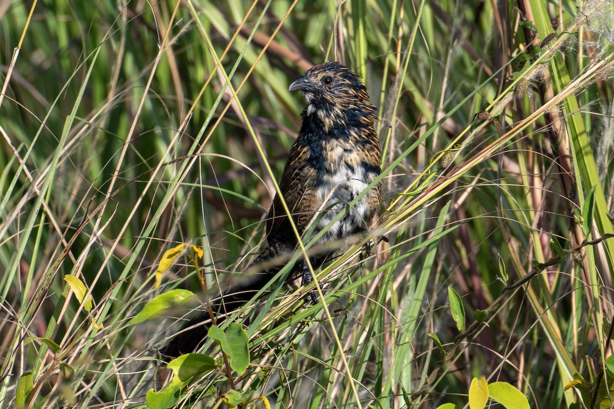 Greater Coucal - ML613064142