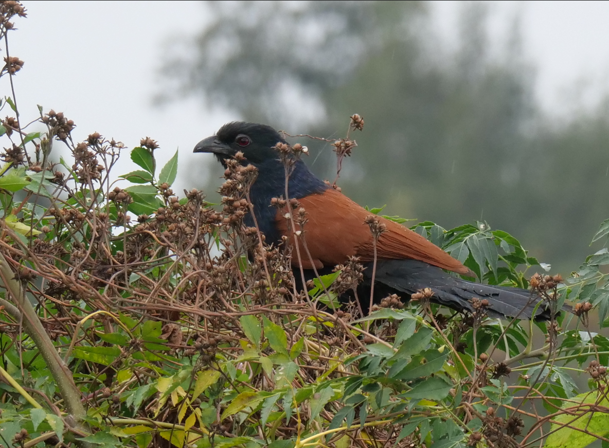 Greater Coucal - ML613064248