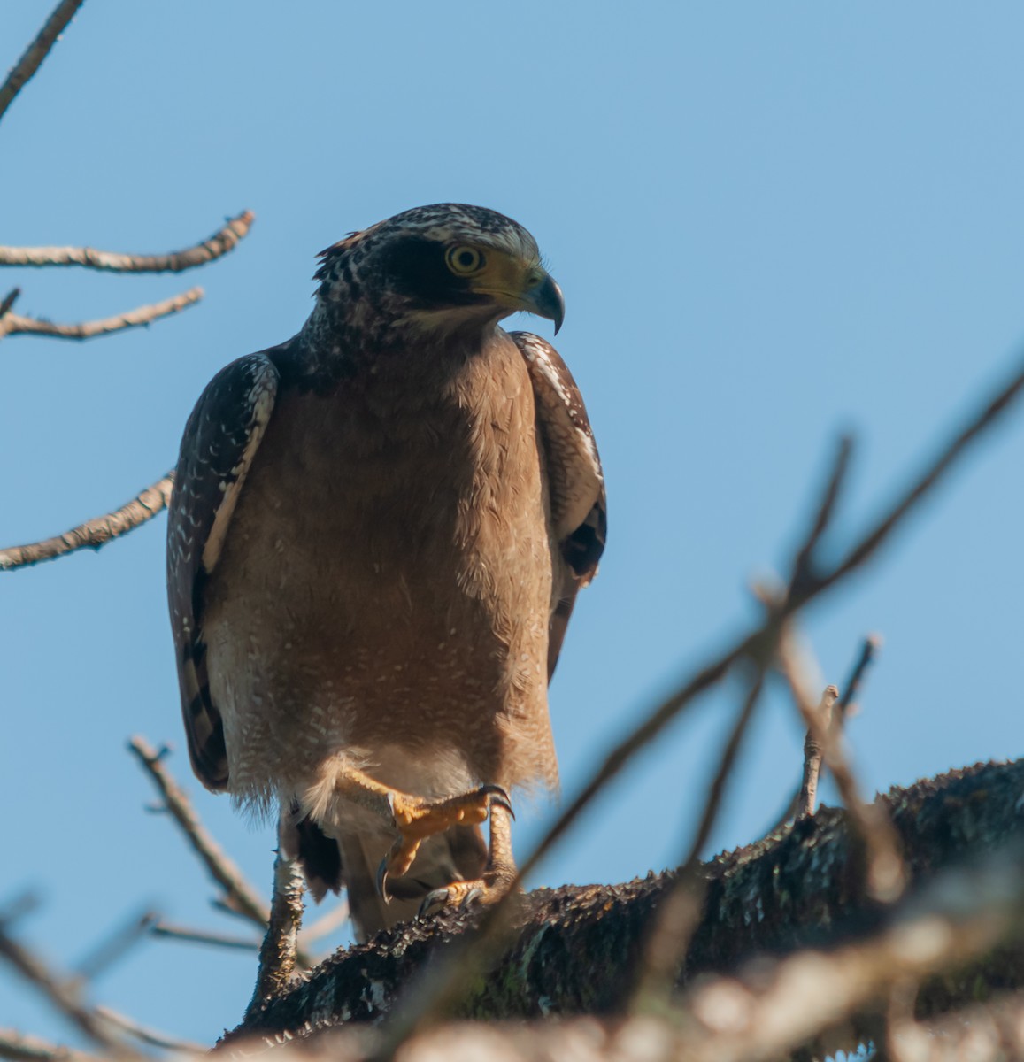 Crested Serpent-Eagle - ML613064429