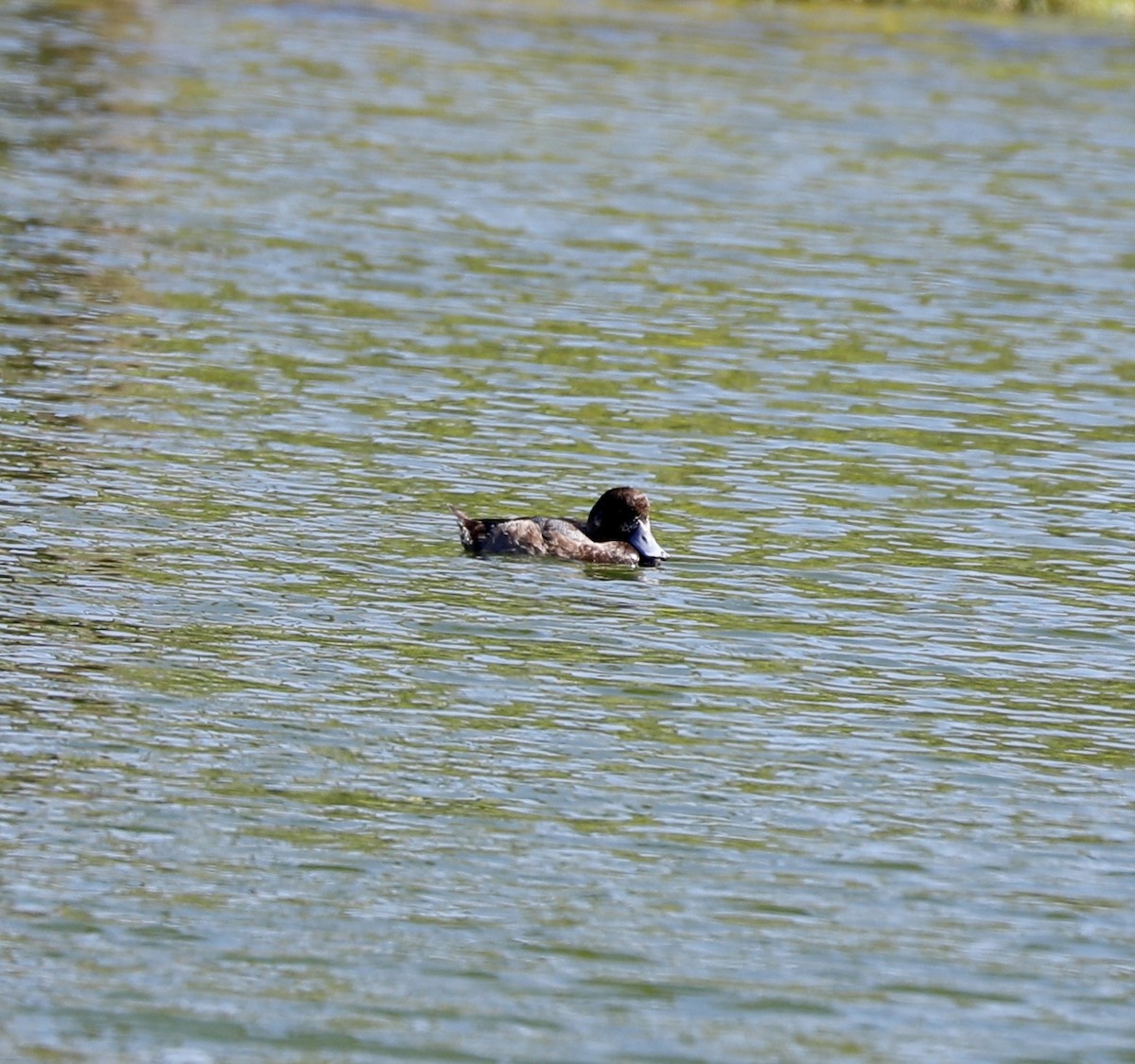 Greater Scaup - ML613064449