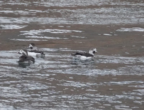 Long-tailed Duck - ML613064558