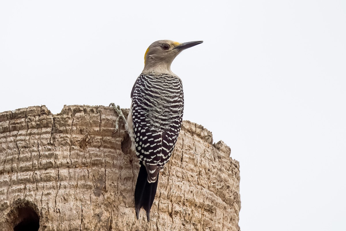 Golden-fronted Woodpecker - ML613064701