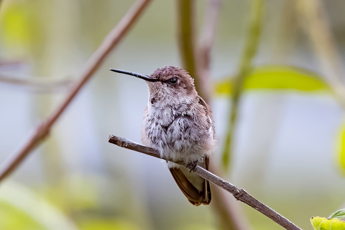 Black-chinned Hummingbird - ML613064741