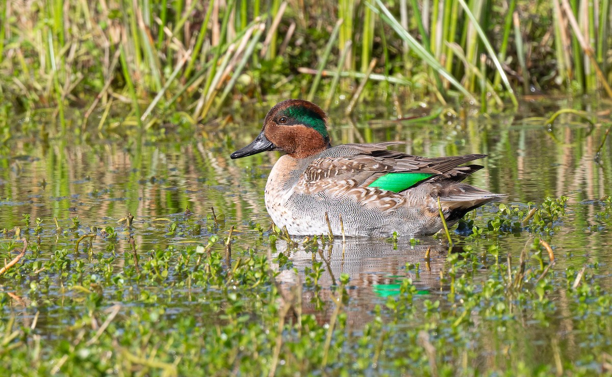 Green-winged Teal - ML613064790