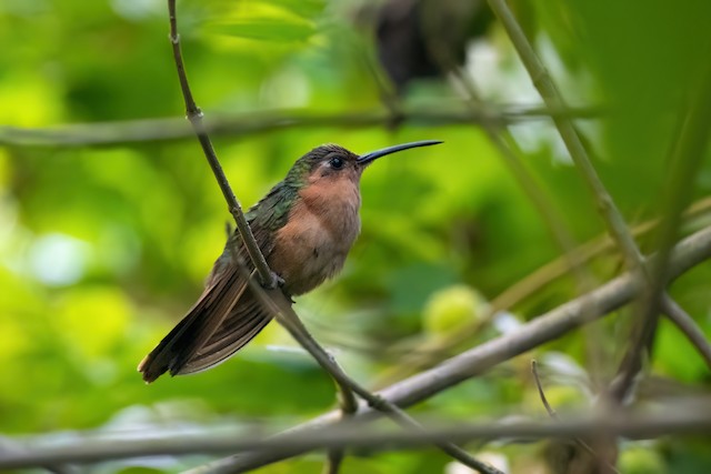 Rufous Sabrewing