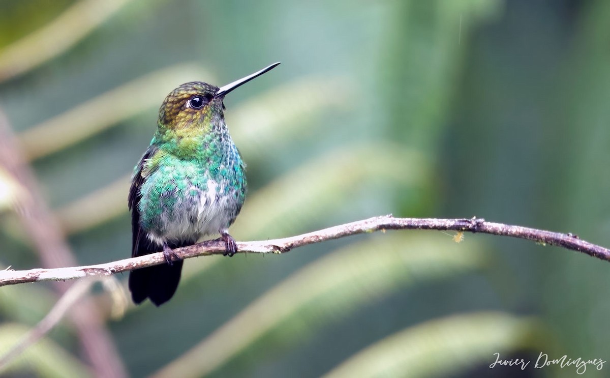kolibřík zelenkavý - ML613065163