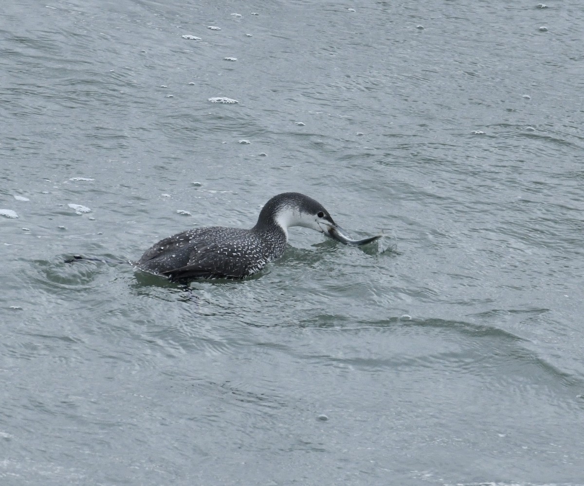 Red-throated Loon - ML613065243