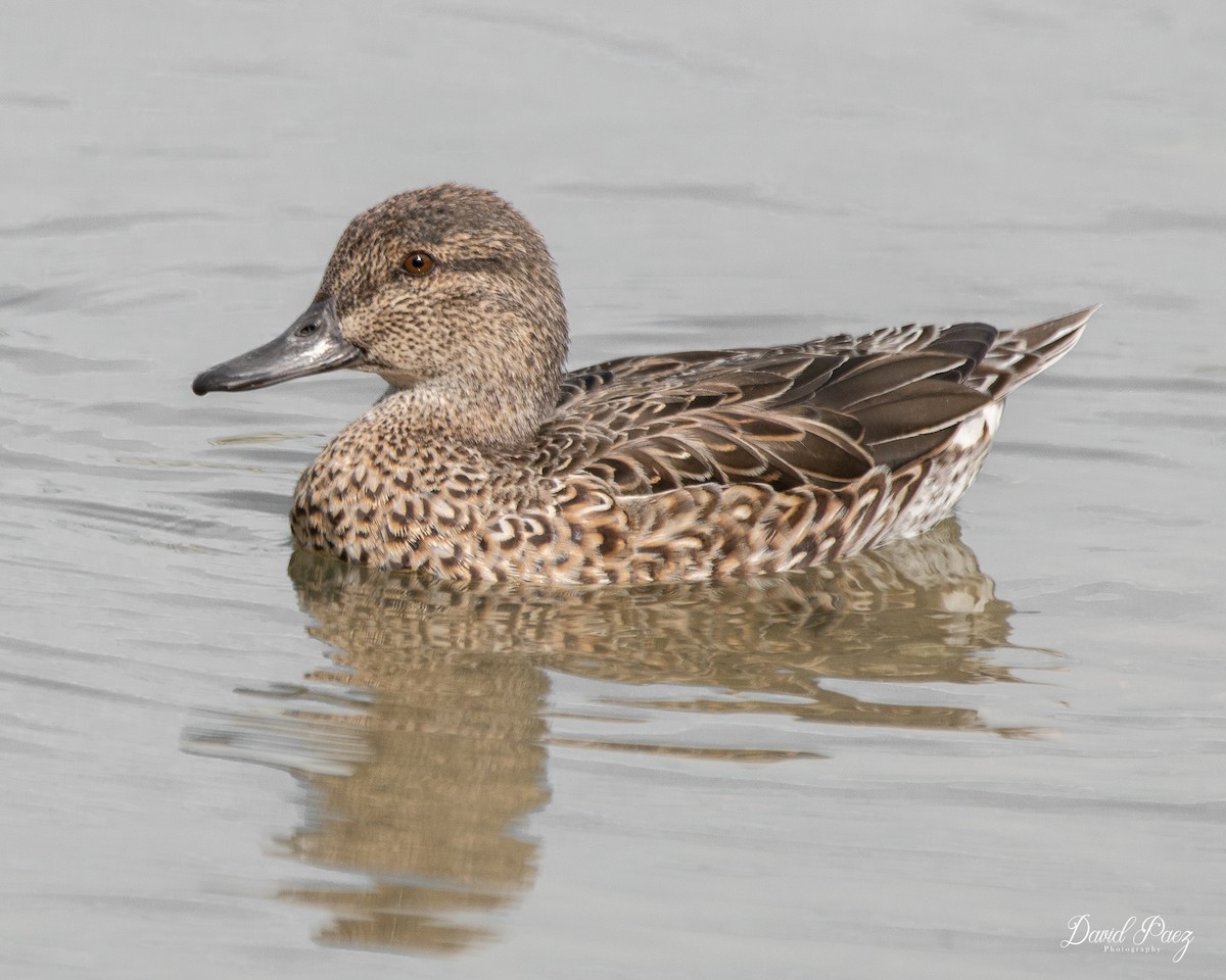 Green-winged Teal - ML613065264