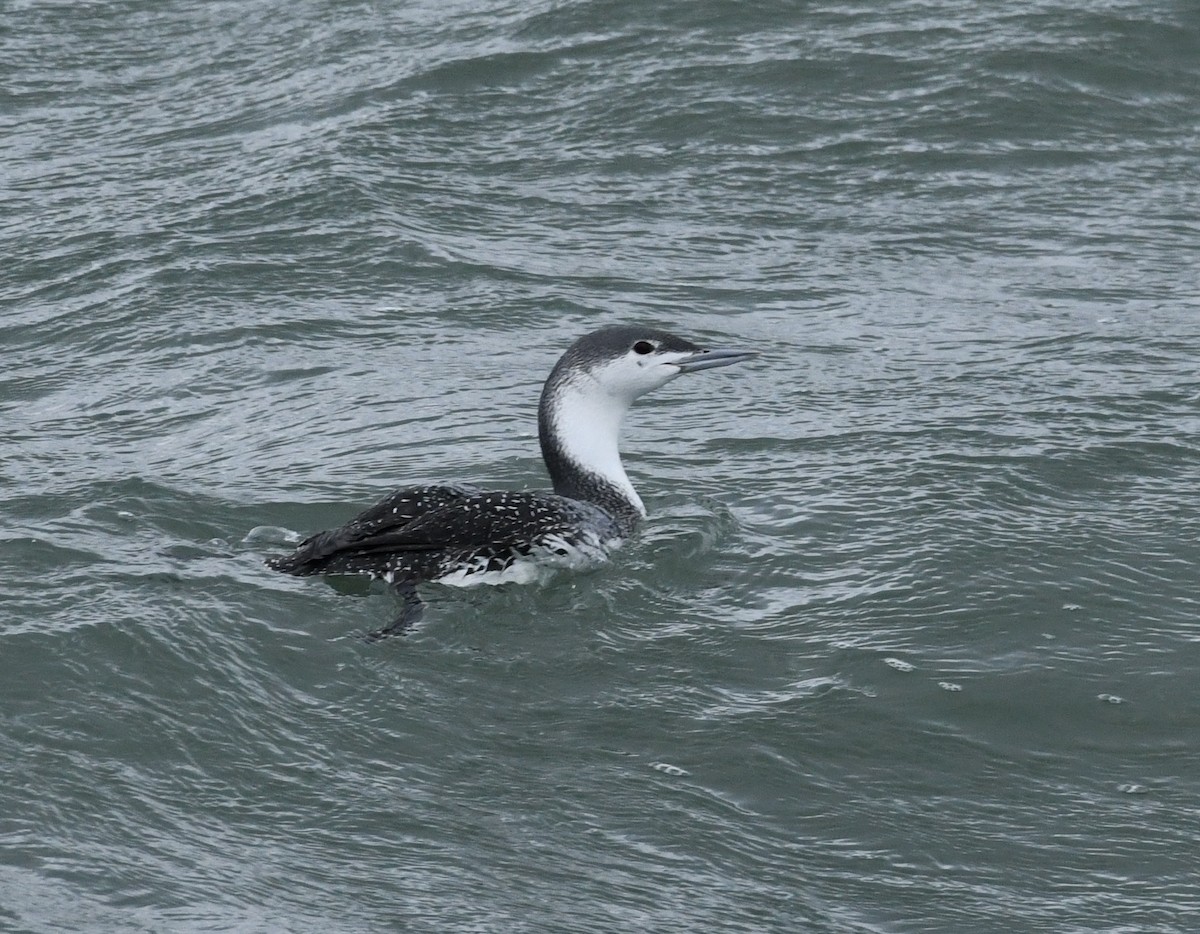 Red-throated Loon - ML613065274