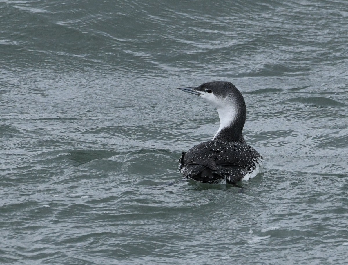 Red-throated Loon - ML613065280