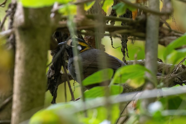 White-eared Ground-Sparrow