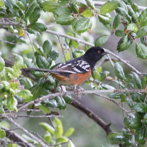 Spotted Towhee - ML613065548
