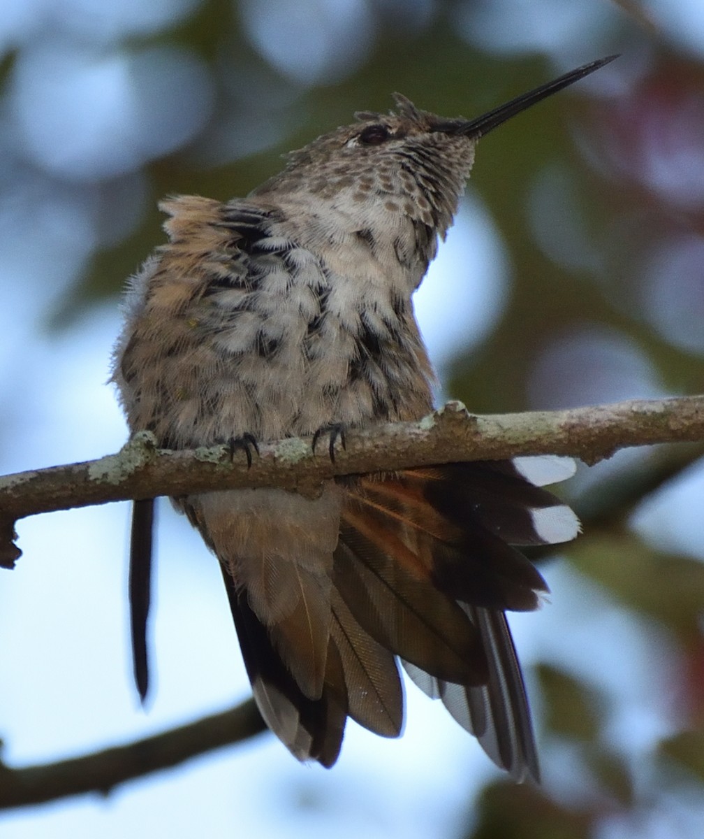 Broad-tailed Hummingbird - ML613065763
