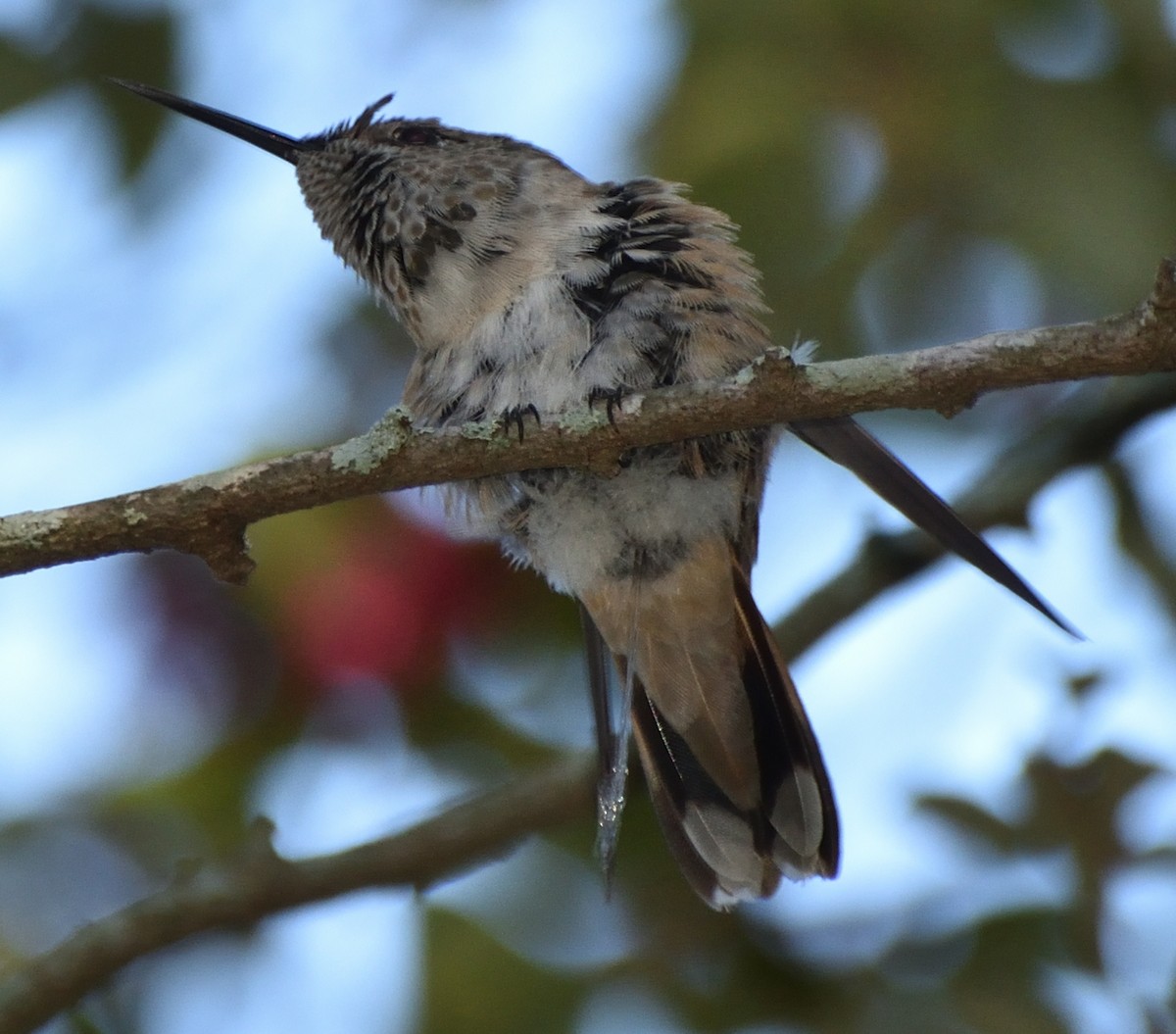Broad-tailed Hummingbird - ML613065764