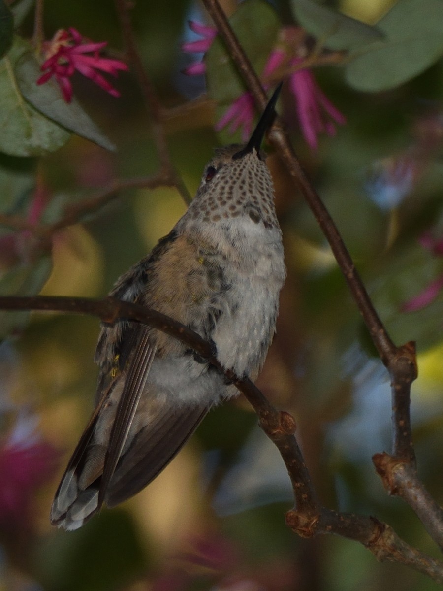 Broad-tailed Hummingbird - ML613065765