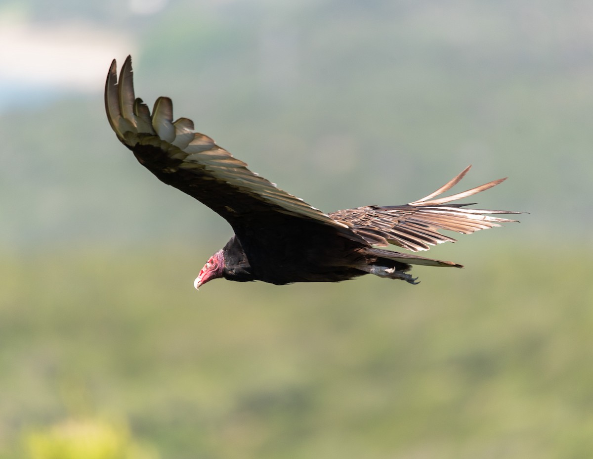 Turkey Vulture - ML613065785