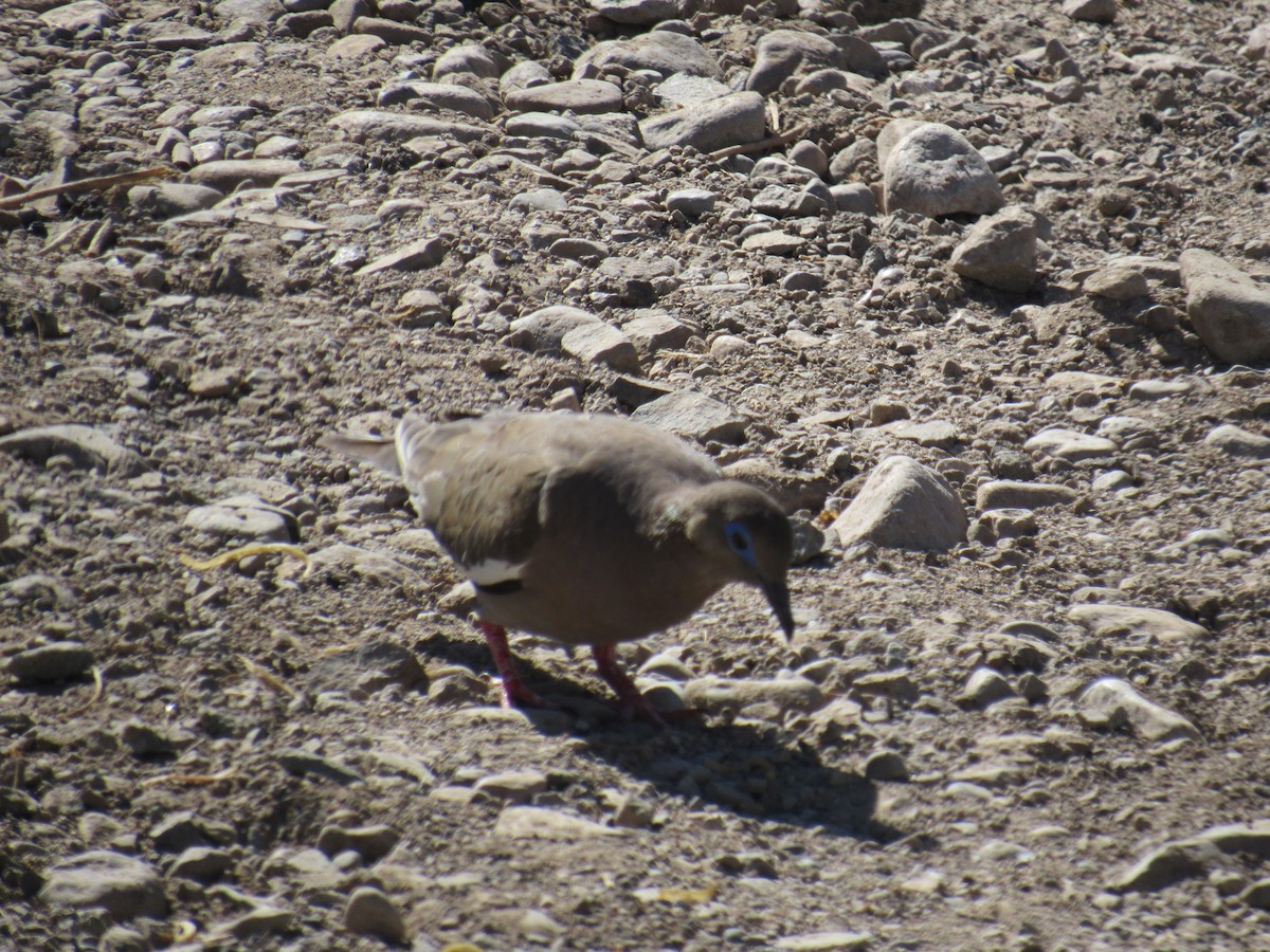 West Peruvian Dove - ML613065877