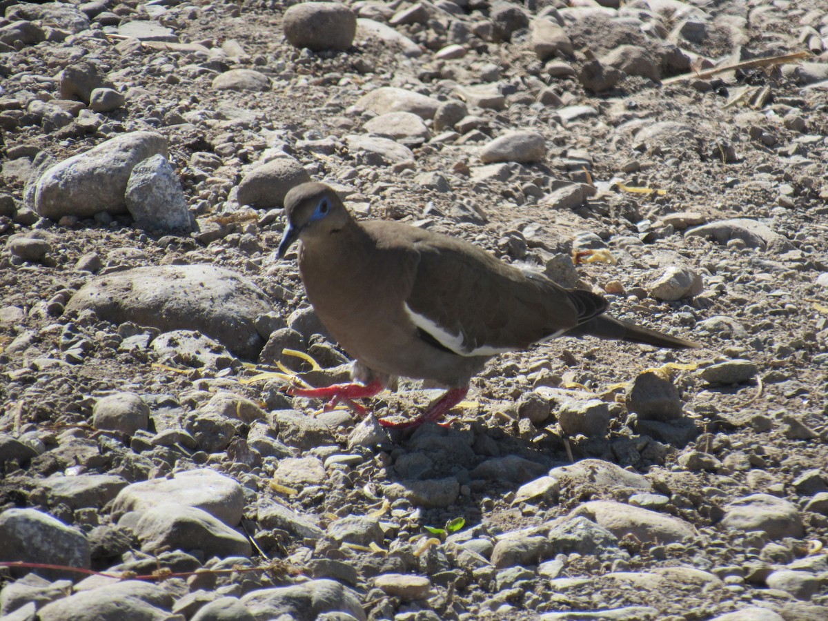 West Peruvian Dove - ML613065879