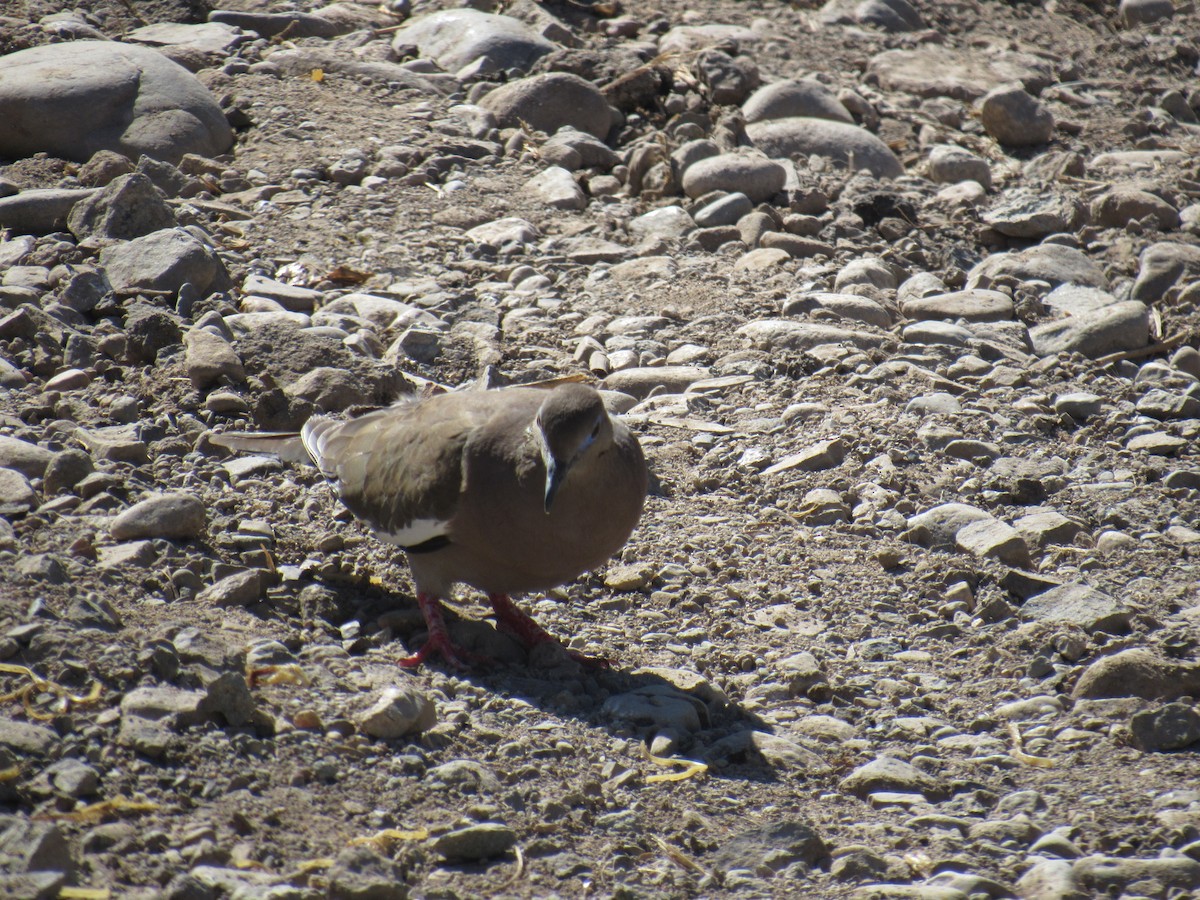 West Peruvian Dove - ML613065880