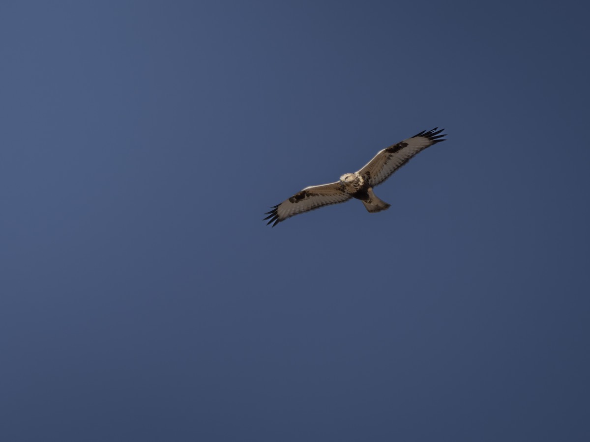 Rough-legged Hawk - ML613065997