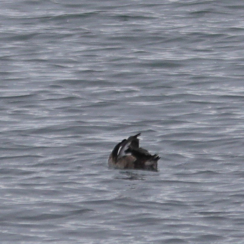 Tufted Duck - ML613066034