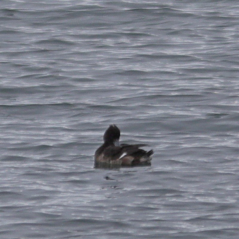 Tufted Duck - ML613066035