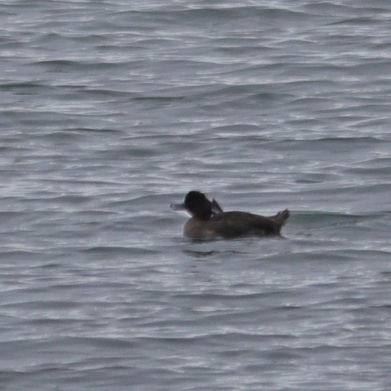 Tufted Duck - ML613066037