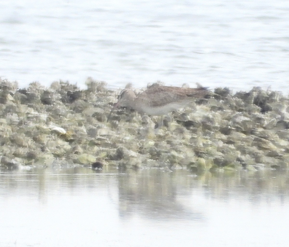 eBird Checklist 3 Jan 2024 Honeymoon Island SP 41 species (+2