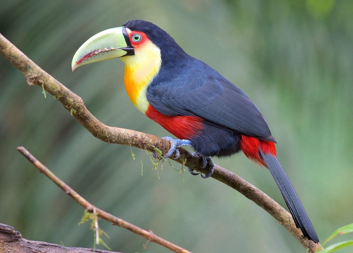 Red-breasted Toucan - ML61306611