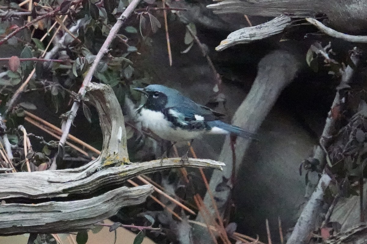Black-throated Blue Warbler - ML613066145
