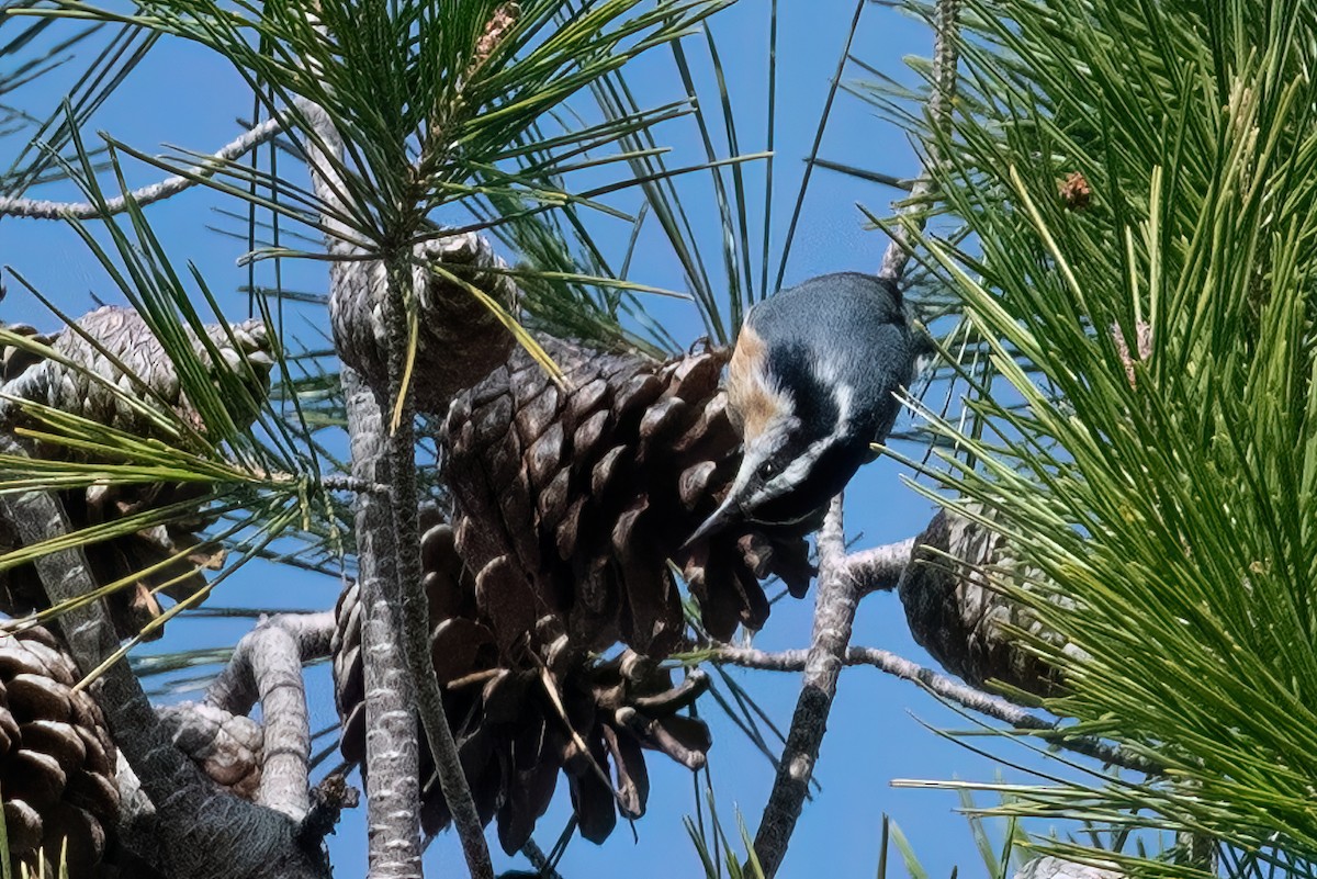 Red-breasted Nuthatch - ML613066388
