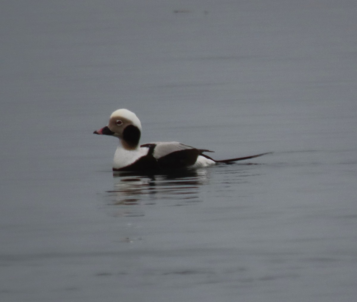 Long-tailed Duck - ML613066407