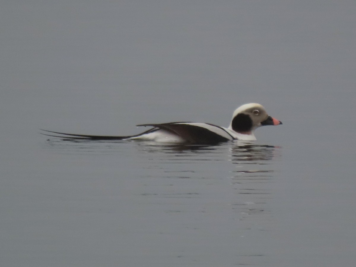 Long-tailed Duck - ML613066408