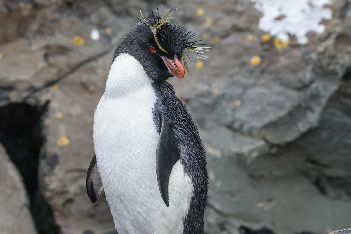 Pingüino Saltarrocas Meridional - ML613066473