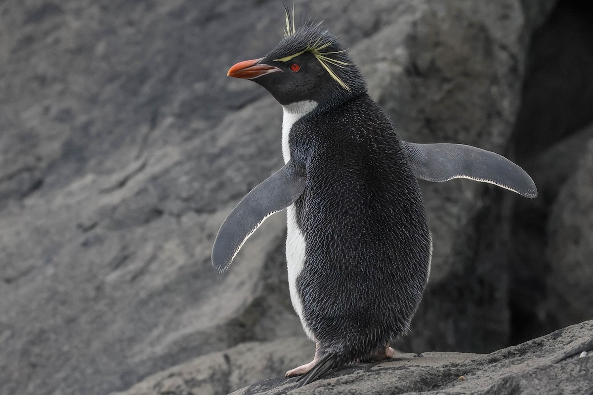 Pingüino Saltarrocas Meridional - ML613066474