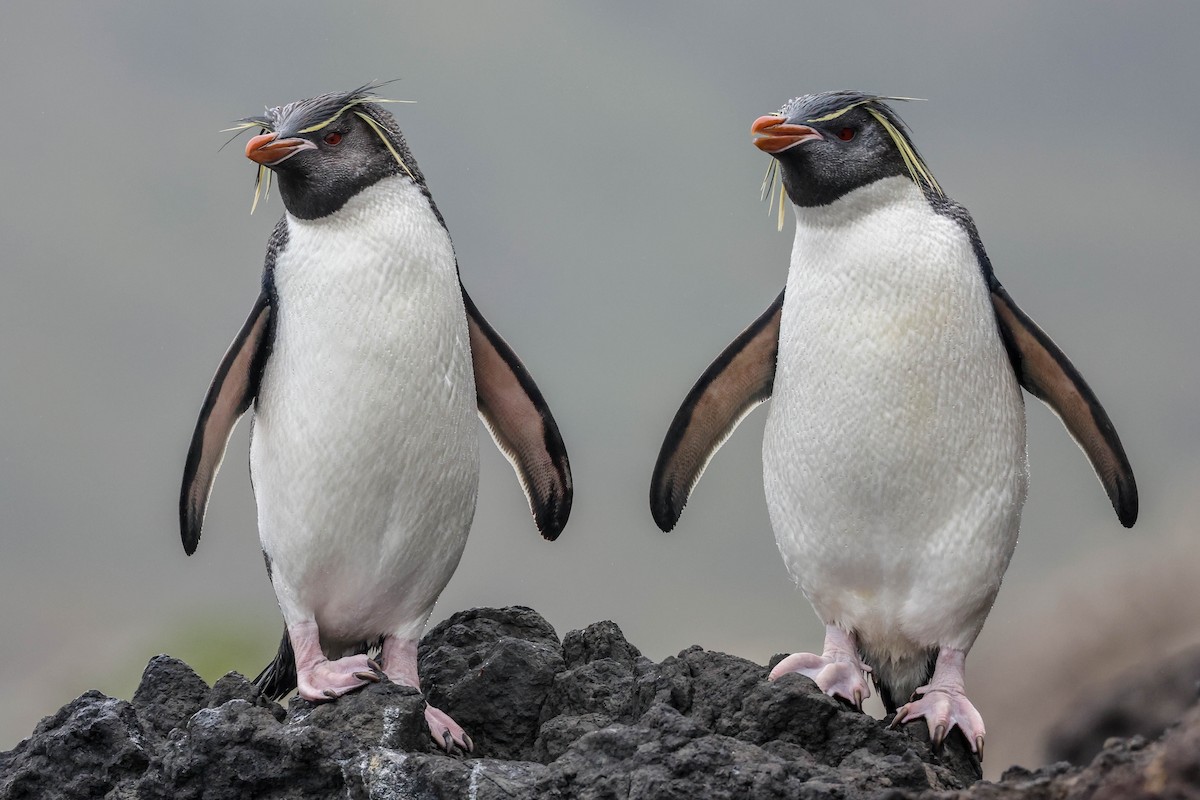 Pingüino Saltarrocas Meridional - ML613066479