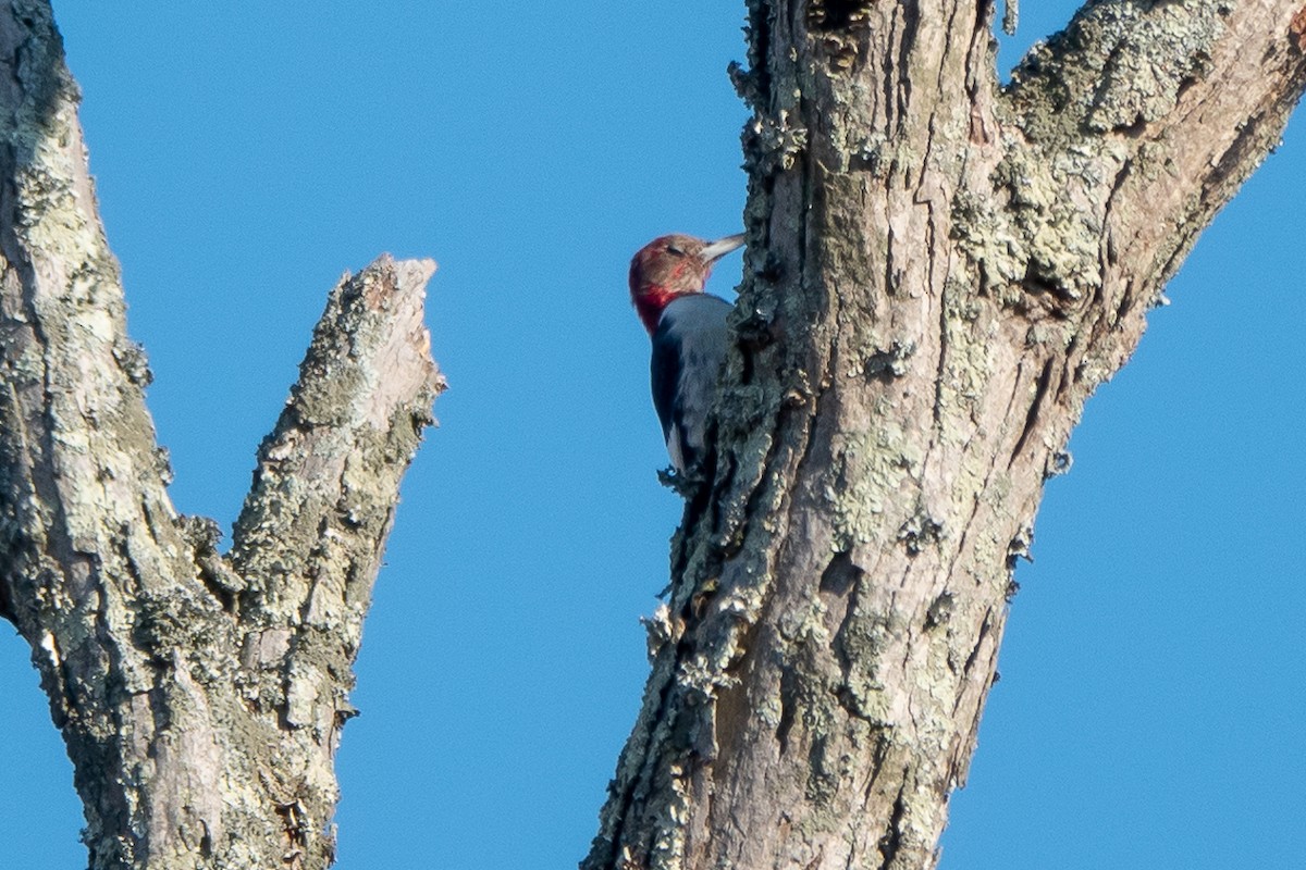 Red-headed Woodpecker - ML613067396