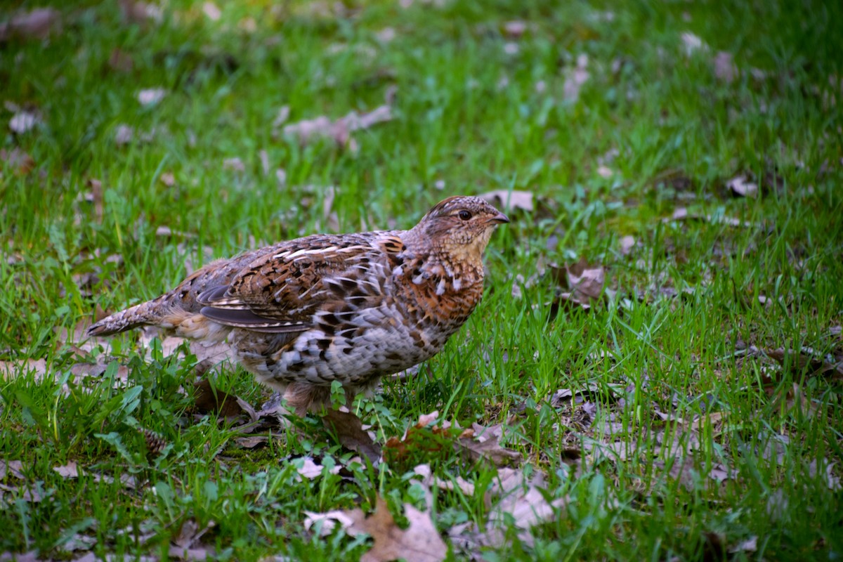 Ruffed Grouse - Gregory Nelson