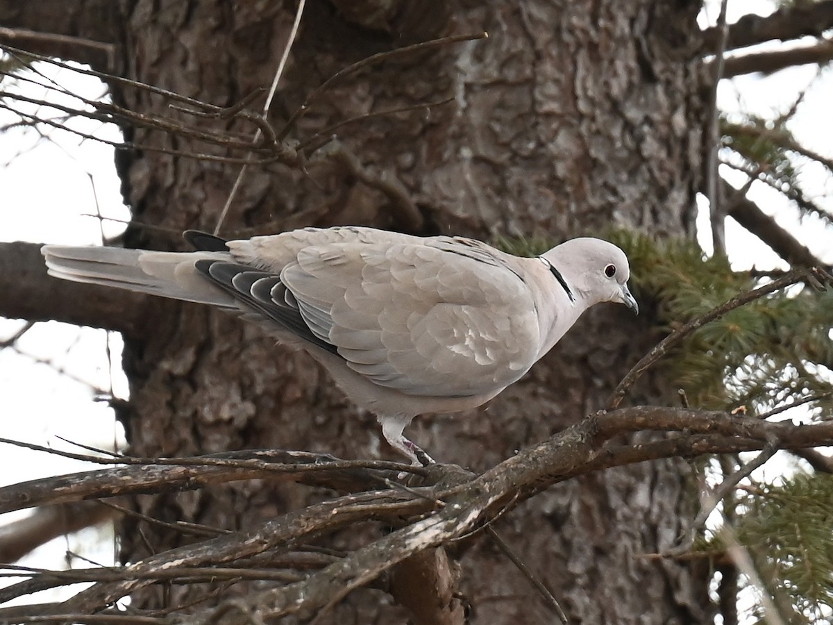 Eurasian Collared-Dove - ML613067717