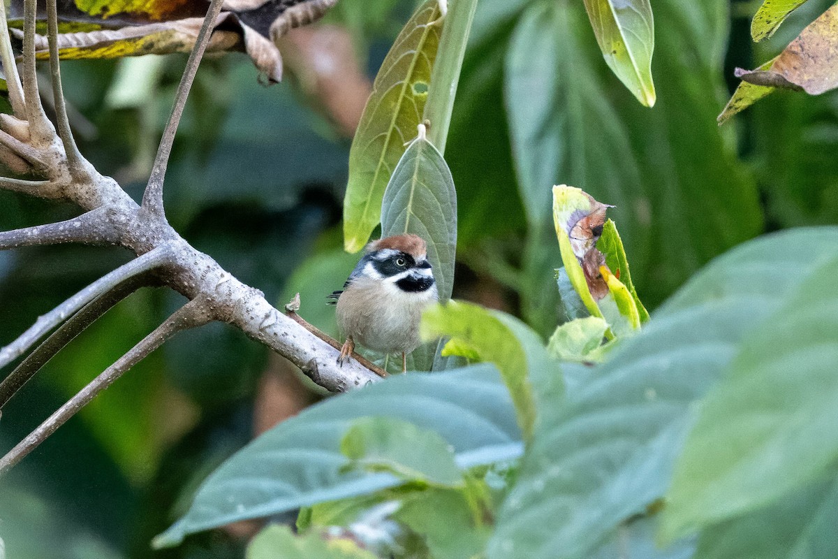 Black-throated Tit (Red-headed) - Hans Wohlmuth