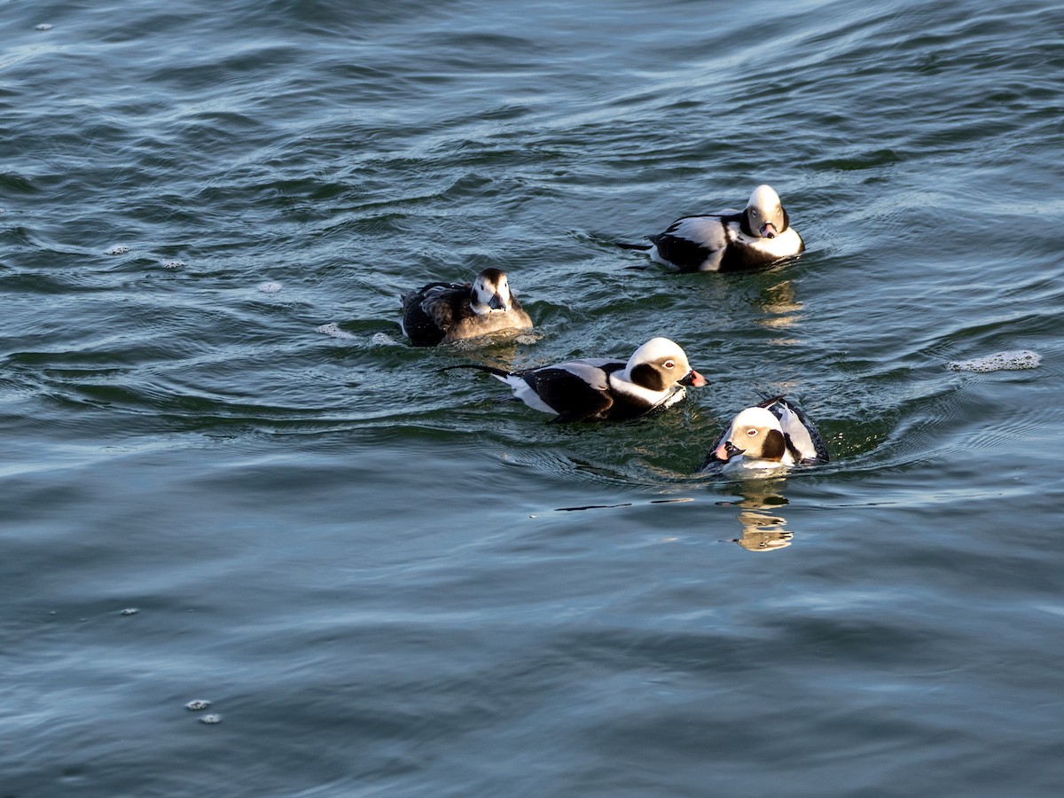 Long-tailed Duck - ML613068372