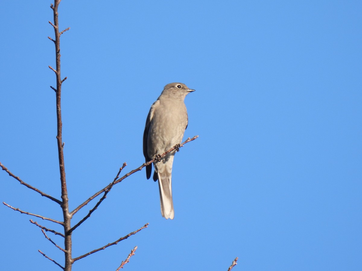 Townsend's Solitaire - ML613068510