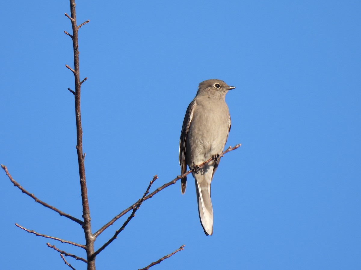 Townsend's Solitaire - ML613068519